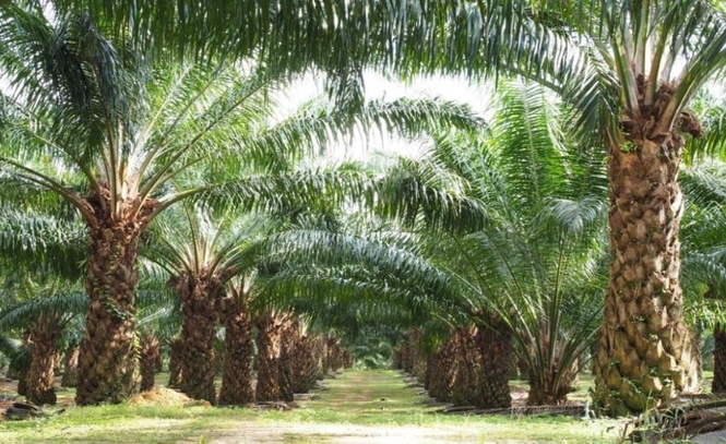 Image from: Ladang sawit di Sarawak dijangka paling teruk terjejas akibat El Niño - AmInvest