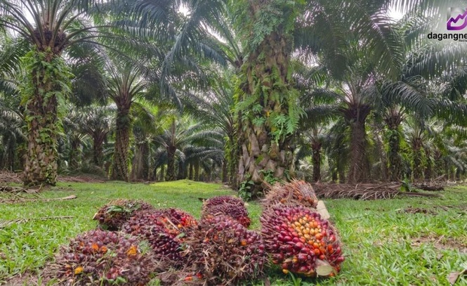 Image from: Harga minyak sawit mentah berpotensi cecah RM4,800 didorong belian kukuh - RHB Research
