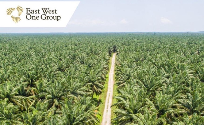 Image from: East West One dapat perintah mahkamah arah PTB lepaskan RM6.77 juta bagi tujuan pemulihan ladang sawit Sabah