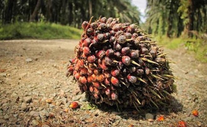 Image from: Sektor perladangan kekal berdaya tahan, harga MSM dijangka melebihi RM4,000 satu tan memasuki 2027 - TA Research