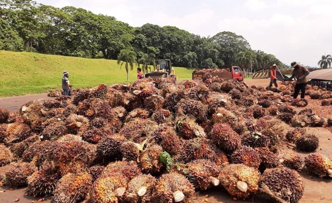 Image from: Sektor perladangan berpotensi pulih pada 2Q26, RHB Research kekalkan saranan 'overweight'