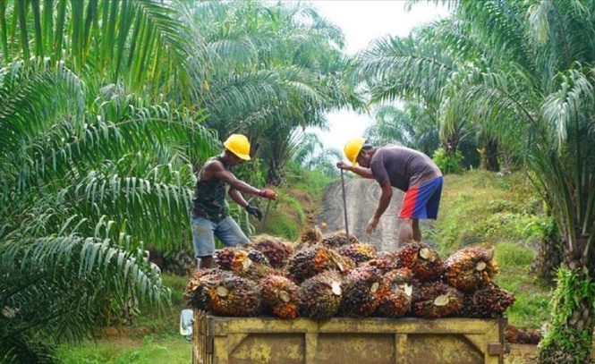 Image from: Bayaran FWTA: Pendekatan 'satu penyelesaian untuk semua' tidak adil kepada pekebun kecil Sarawak - Doppa