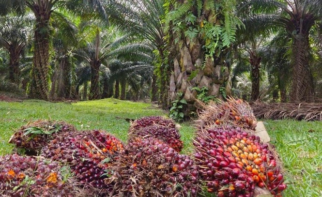 Image from: Mandat biodiesel B15 tingkatkan penggunaan minyak sawit tempatan, stabilkan pendapatan peneroka - FELDA