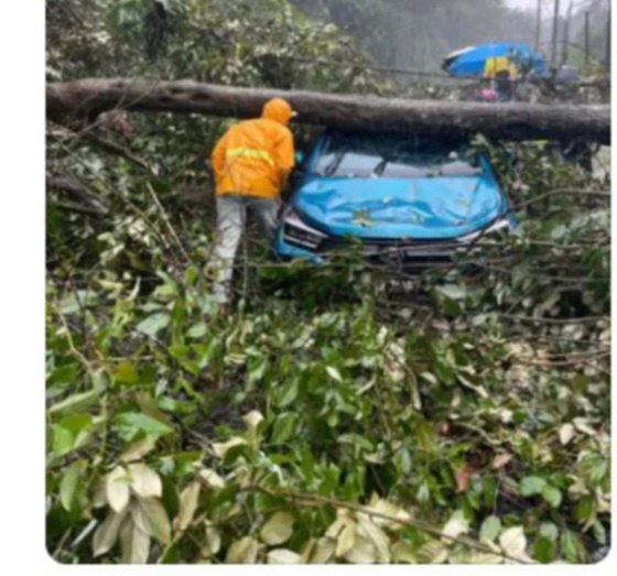 Image from: Hujan Lebat, Lembah Klang Dilanda Banjir Kilat, Pokok Tumbang