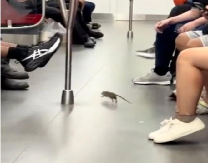 MRT Terima ‘Penumpang’ Tambahan, Tikus Berkeliaran Dalam Tren Laluan Timur-Barat