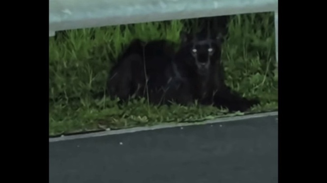 Harimau Kumbang Di Lebuh Raya Berhampiran Tasik Kenyir, Orang Ramai Digesa Berhati-Hati