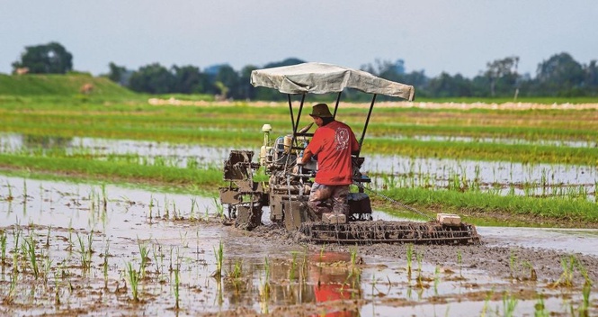 Baja 3 lewat: Pesawah terpaksa beli baja luar, bimbang hasil padi merosot