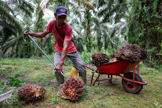 中东局势升温 棕油价格前景看涨