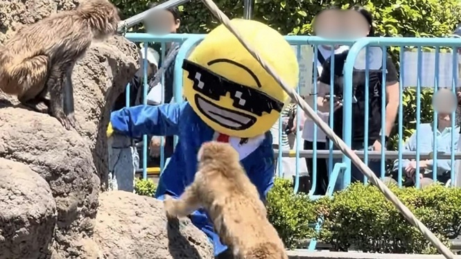 闯日本人气猕猴“Panchi”地盘 2外籍男动机曝光