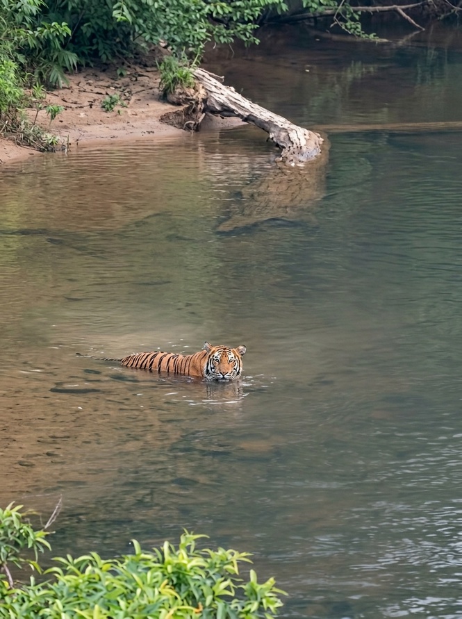 Image from: Kemunculan Harimau Belang Cetus Kebimbangan, Polis Minta Orang Awam Bergerak Berkumpulan