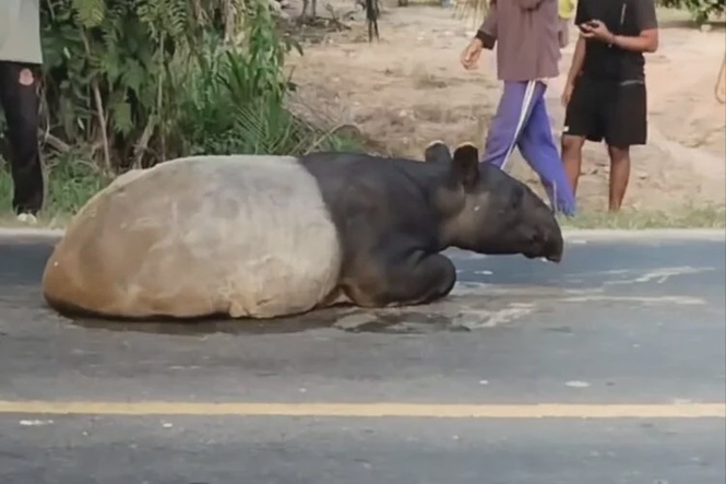Image from: Tapir Tular Muncul Di Jalan Berakhir Tragis, Daging Dipercayai Dimasak Tumis Pedas