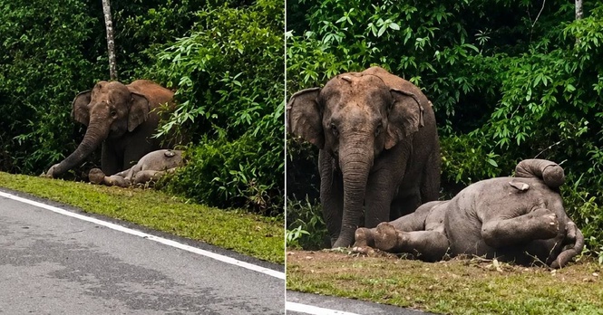 gajah mati dilanggar
