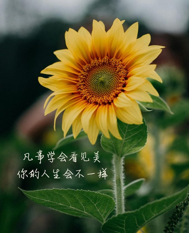 Image from: 凡事学会看见美,你的人生会不一样