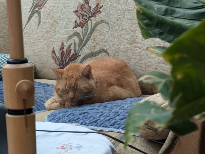 Image from: Mikey: The Friendly Orange Cat Who Brings Joy and Pest Control to Our Neighborhood