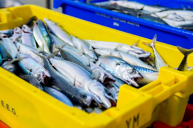 Image from: Malaysia Affirms Safety Of Japanese Agricultural And Fish Imports Despite Global Concerns