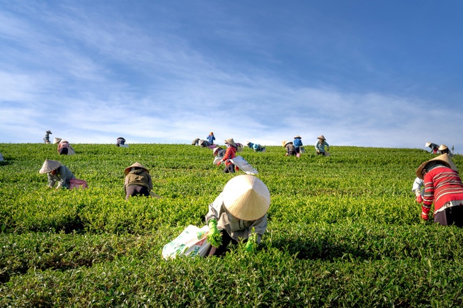 Image from: Urgent Reforms Needed to Secure the Future of Padi Farmers in Malaysia