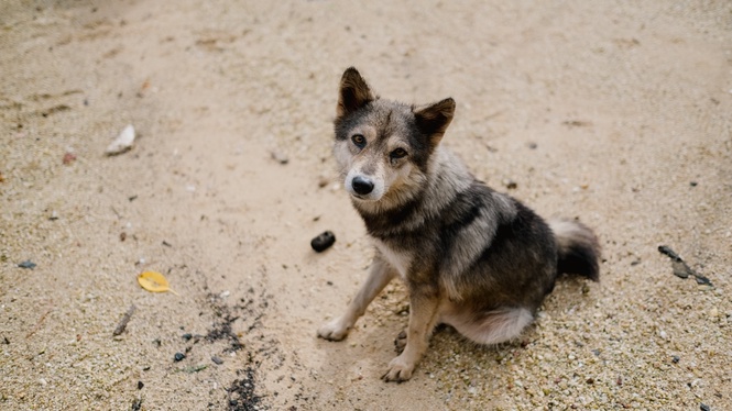 Image from: Opinion: Negeri Sembilan Government not renewing licence for female pet dogs if they are not spayed!