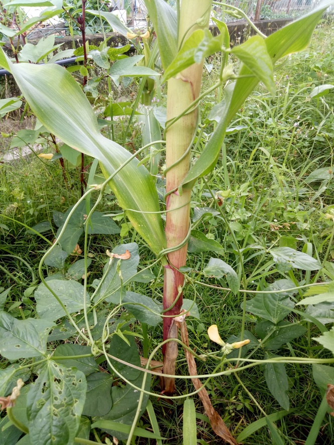 Image from: Grandpa's Garden: Cultivating Wisdom