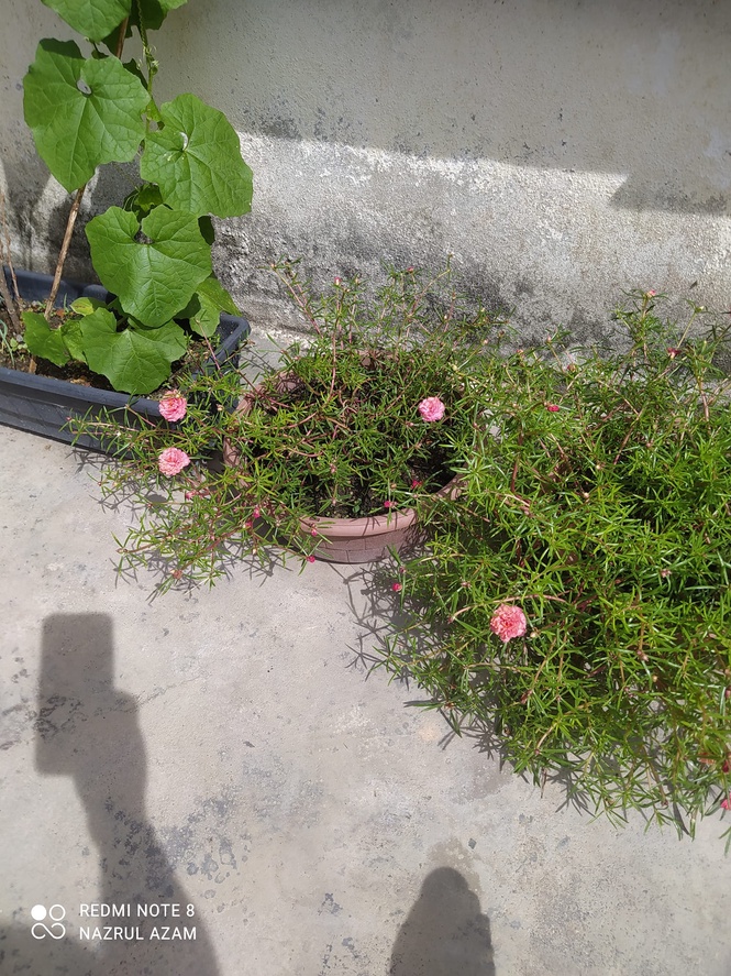 Image from: 3Qs Garden Plant Inventory: Japanese Rose