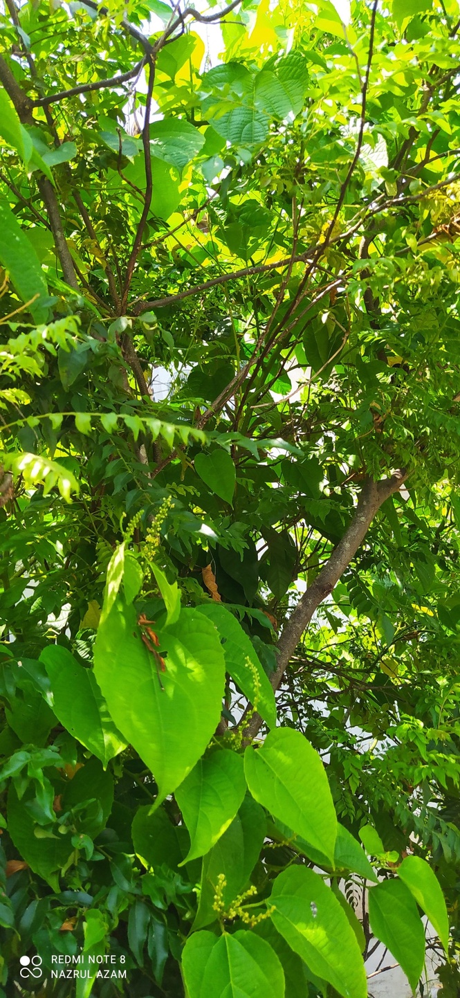 Image from: 3Qs Garden Chronicles : The Harmonious Dance of Curry and Sacha Inchi
