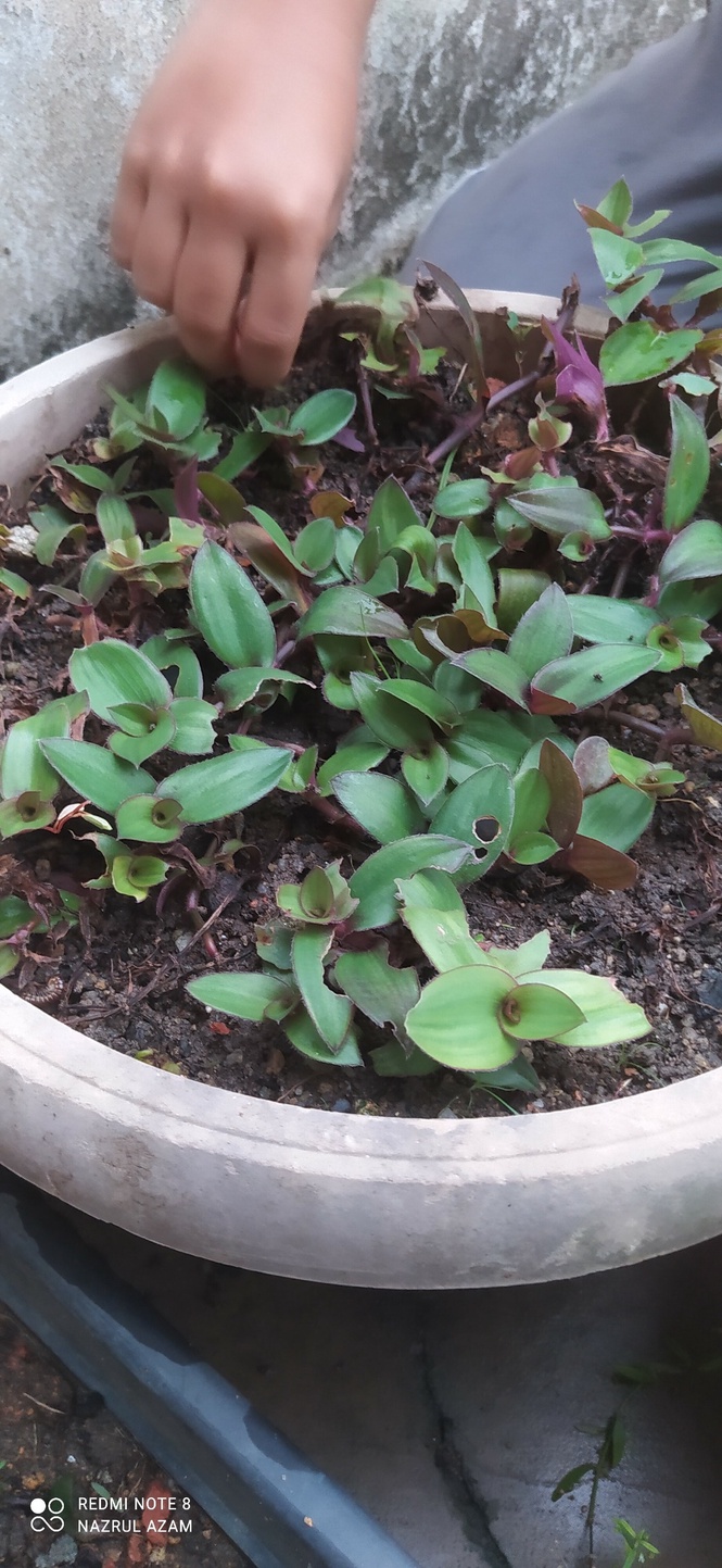 Image from: 3Qs Garden Plant Inventory: Green Gold - The Healing Power of Telinga Kera