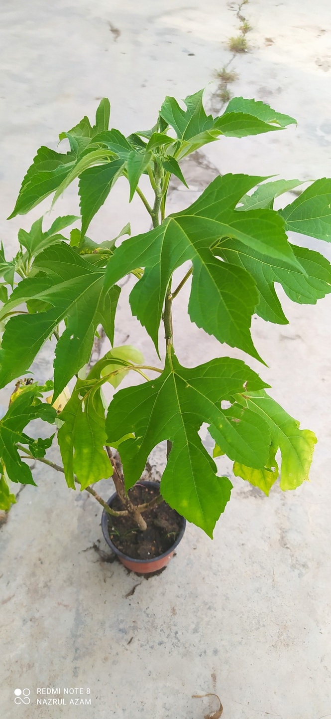 Image from: 3Qs Garden Plant Inventory: Unlocking the Power of the Insulin Plant: Tips for Growth and Use