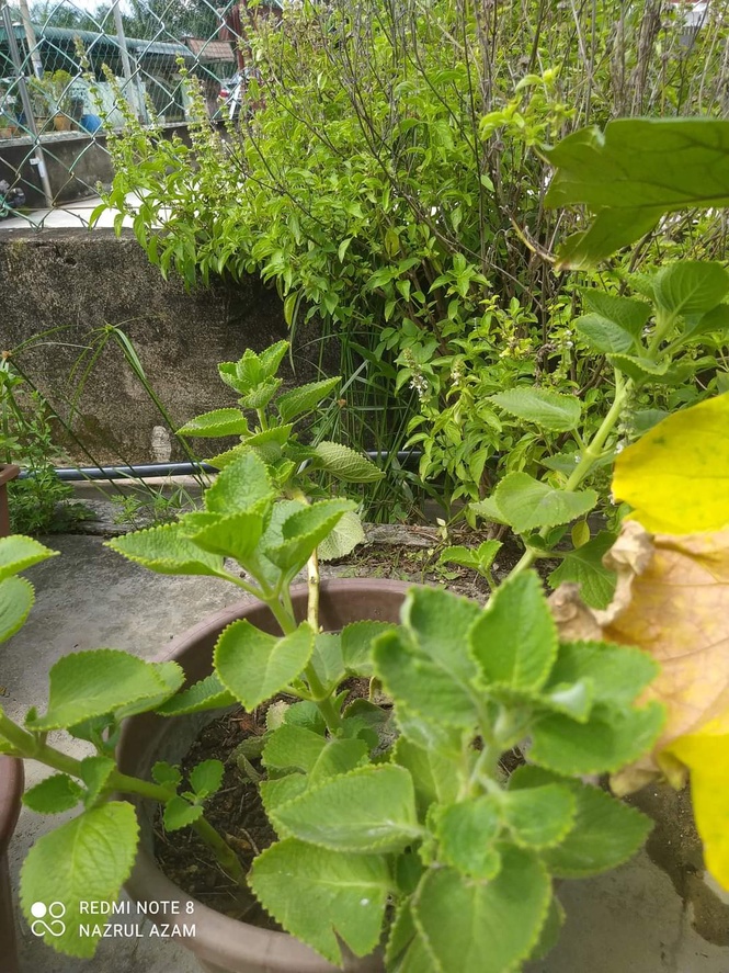 Image from: 3Qs Garden Plant Inventory: The Mighty Lemuju - Nature's Multinational Healer