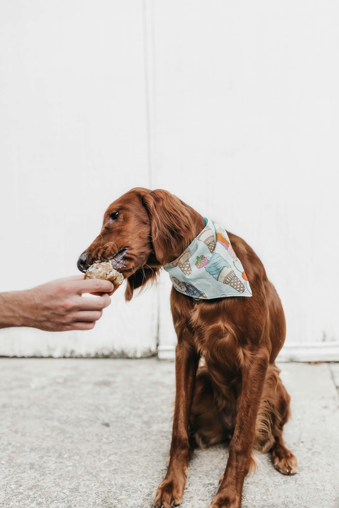 Image from: Beware : 5 Foods That Can Harm Your Dog's Health