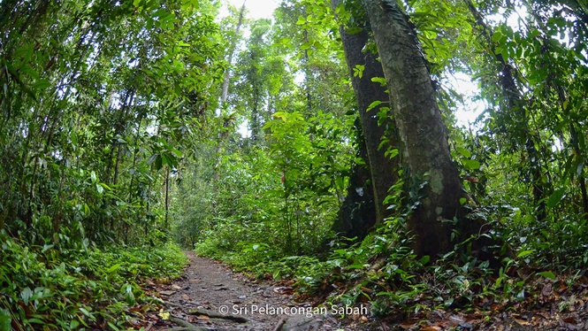 Image from: Tawau: Your Next Destination In Sabah For An Extraordinary Wildlife Experience & Nature's Wonders With Tawau Hills Park