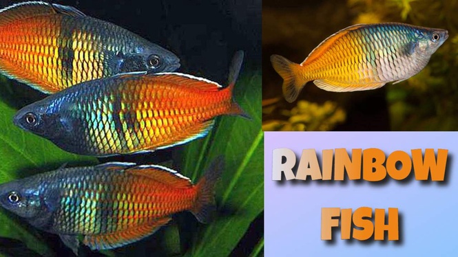 Rainbow Fish Wonders