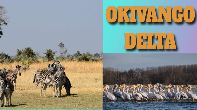 Okavango Safari Adventures