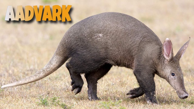 Aardvark Anteater