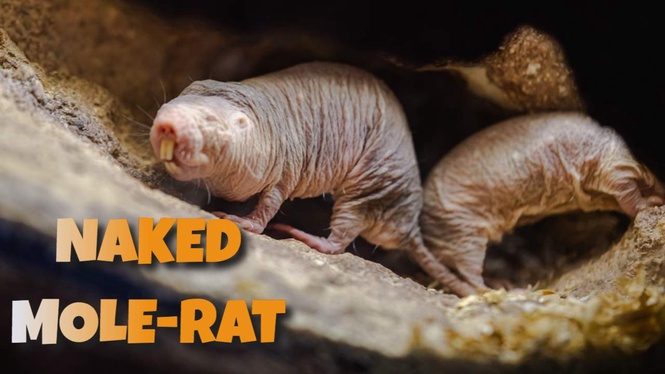 Naked Mole-Rat