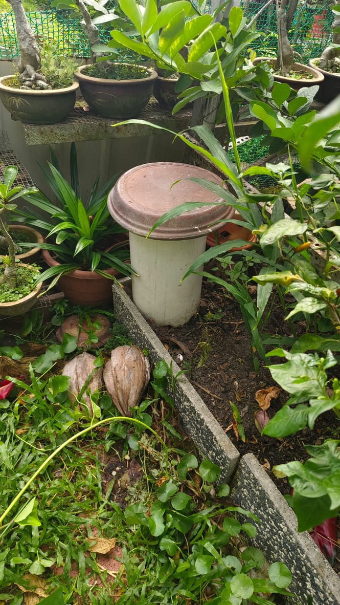 Image from: "From Trash to Treasure: How Black Soldier Fly Composting is Tackling Urban Waste and Housefly Problems"