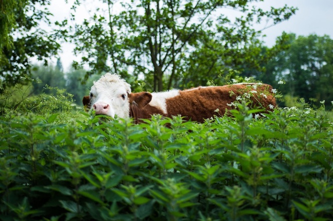 Image from: The Cow #Scam In Rural North
