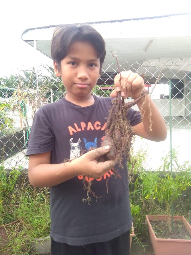 Image from: 3Qs Garden Chronicles : Growing Wonders - Qayyum’s Sweet Potato Journey