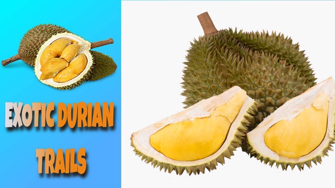 Fascinating Durian Trails