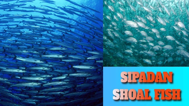 Sipadan Wonders