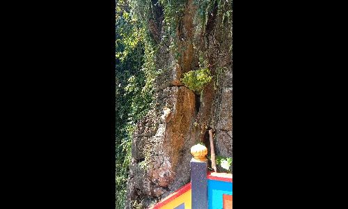 Monkey drinking from a milk bottle at Batu Caves