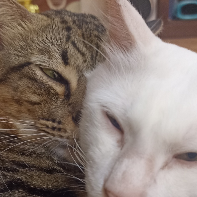 Image from: Pendapat: Menjaga dan mencintai kucing serta haiwan peliharaan lainnya