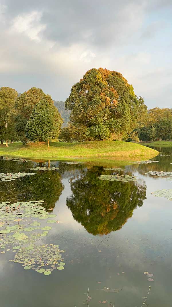 Taiping Lake Gardens: Serene Garden with Overhanging Heritage Raintree #TheGoodStuff