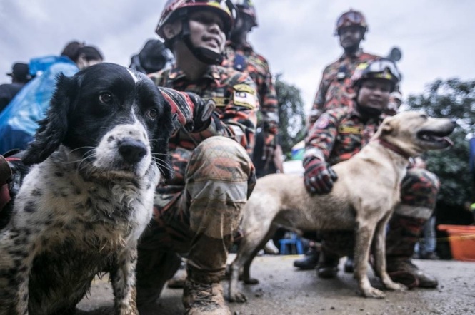 Image from: Opinion: When a GOAT is not an animal but a hero is a dog