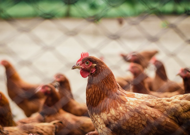 Image from: Malaysian Restaurant Owners Fear Food Price Surge Amidst the Removal of Ceiling Price for Chicken and Eggs
