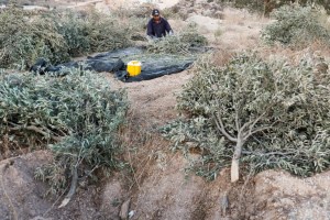 Image from: Jentolak Rejim Israel Bertindak Cabut Pokok Zaitun Palestin Menjelang Musim Tuaian
