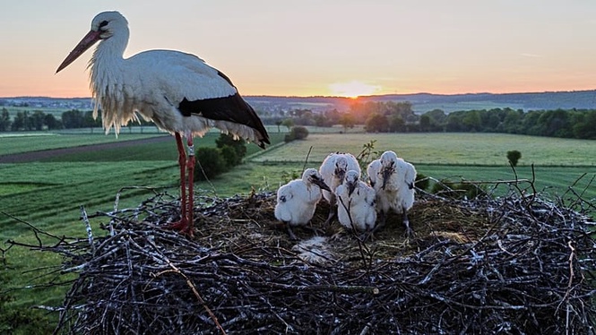 Solar railways and stork villages: Positive environmental stories from 2026