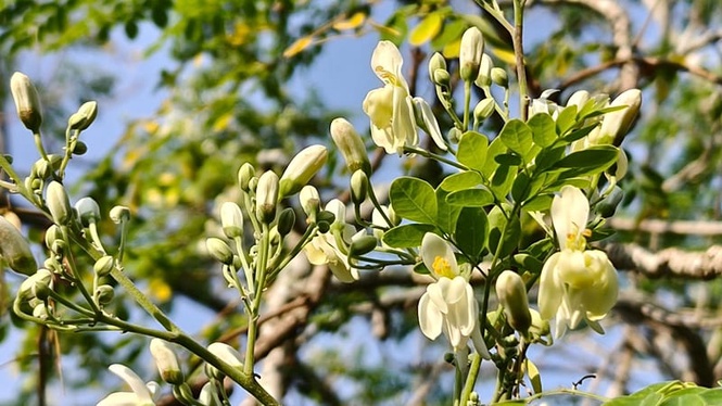 ‘Miracle tree’ removes 98% of microplastics from drinking water, outperforming chemical alternatives
