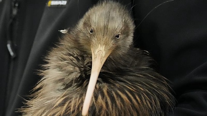 'This animal has given us a sense of identity’: Iconic kiwi birds return to New Zealand's capital