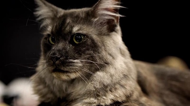 International Feline Contest: Europe’s 'most beautiful cats' gather in Sofia