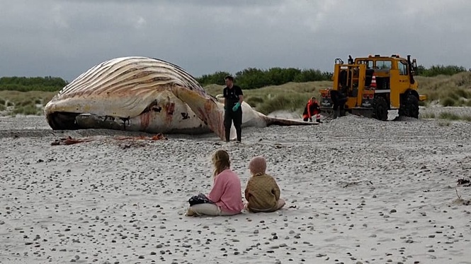 ‘Timmy’ the humpback whale hauled ashore on Danish island
