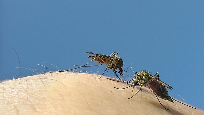 Good vs bad mosquito: What is Google's plan to fight deadly pest-borne diseases?